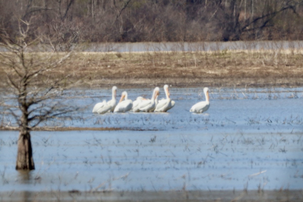 American White Pelican - ML616581585