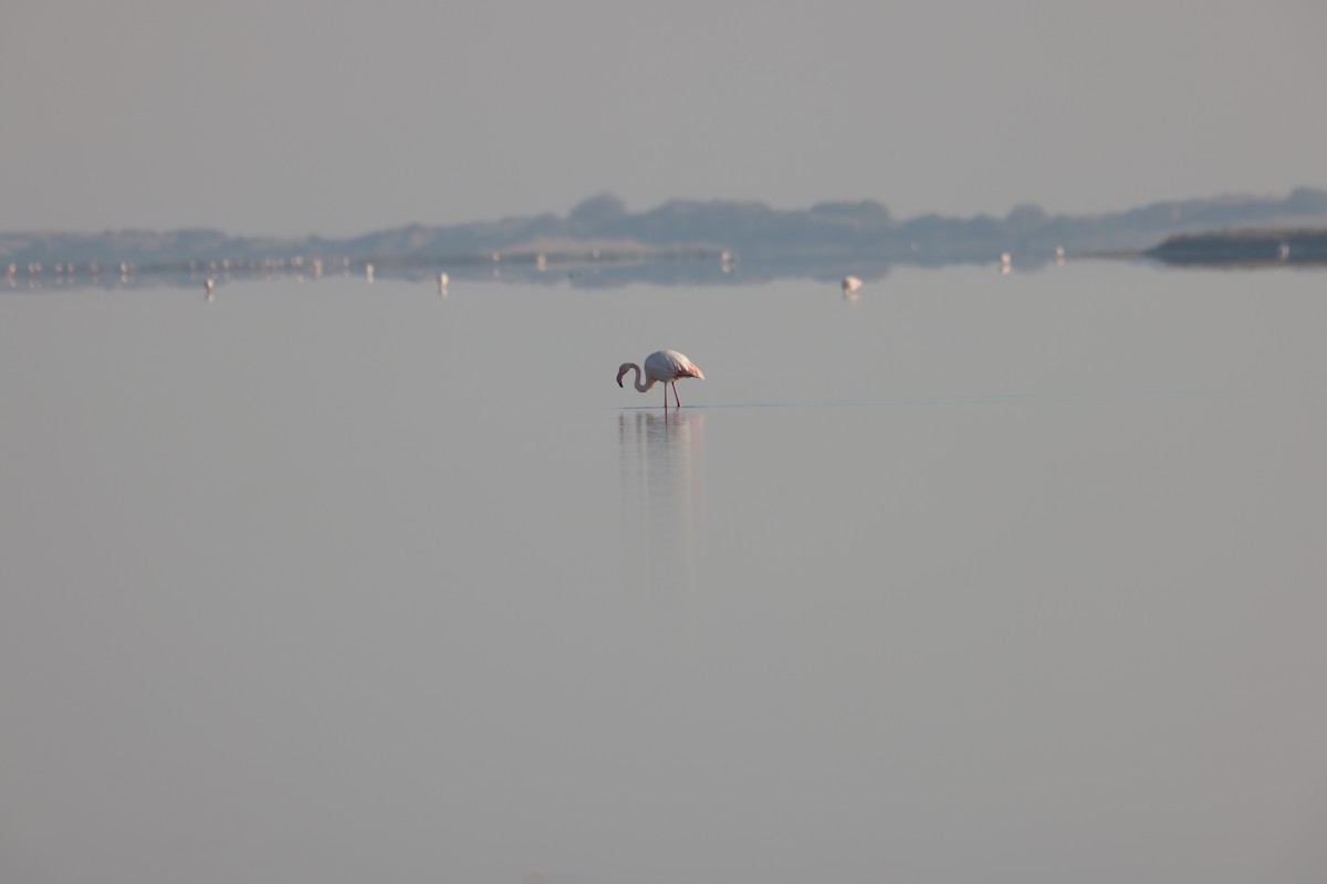 Greater Flamingo - ML616581589