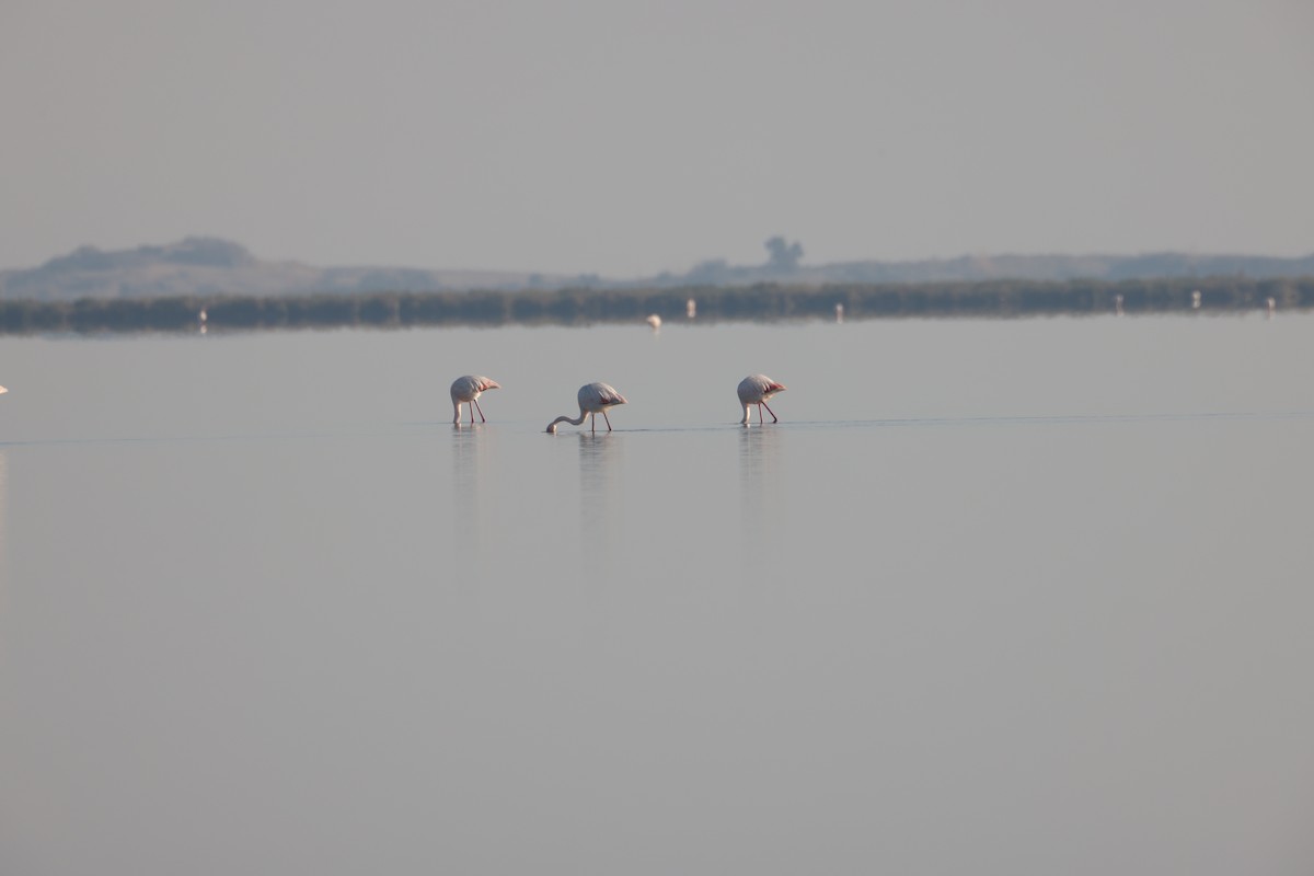 Greater Flamingo - Ömer Işık