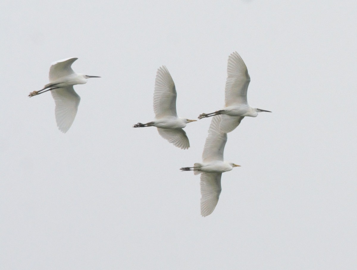 Western Cattle Egret - ML616581602