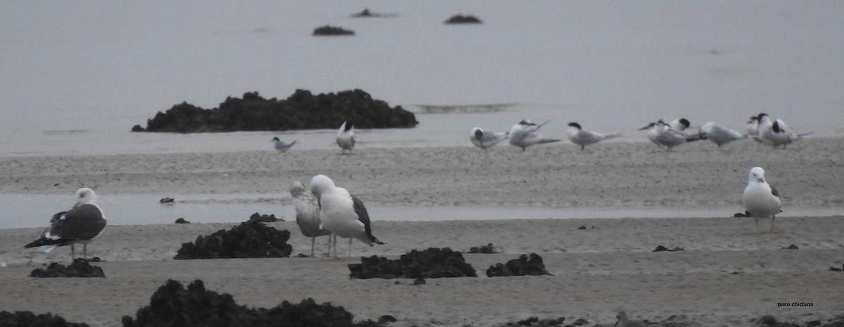 Little Tern - ML616581623