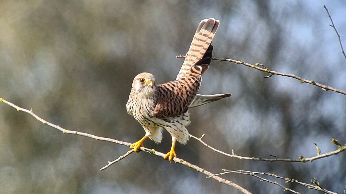 Eurasian Kestrel - Andre Güttler