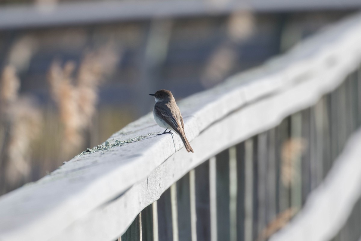 Eastern Phoebe - Megan Kasprzak