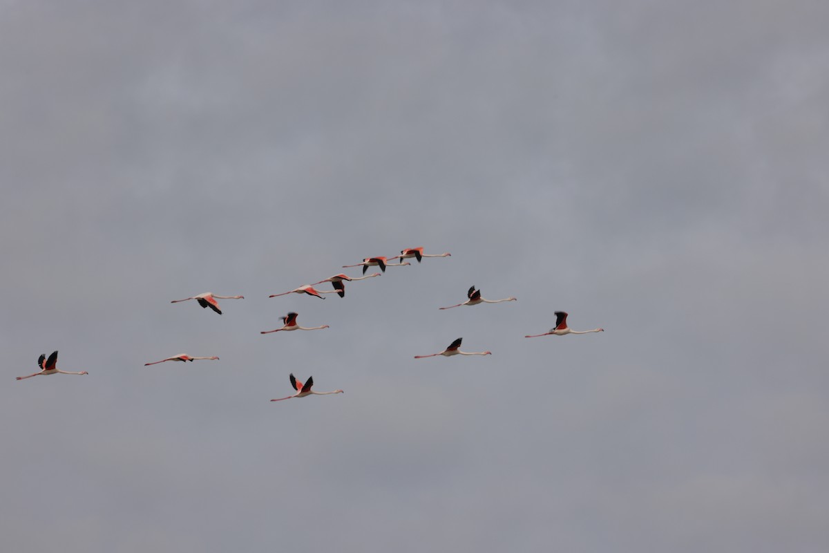 Greater Flamingo - ML616581670