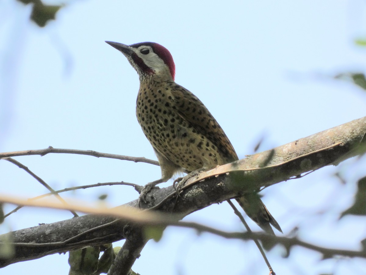 Spot-breasted Woodpecker - ML616581680