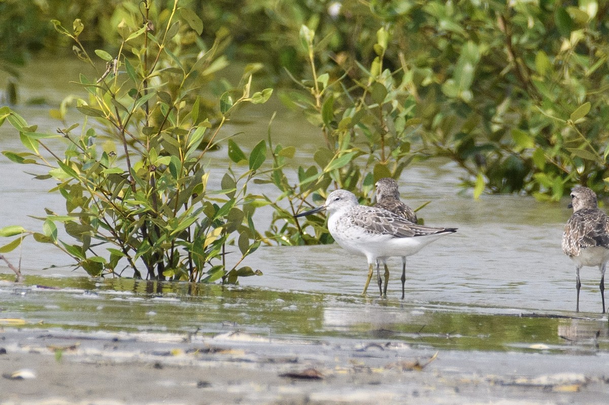 Nordmann's Greenshank - Suvadip Kundu