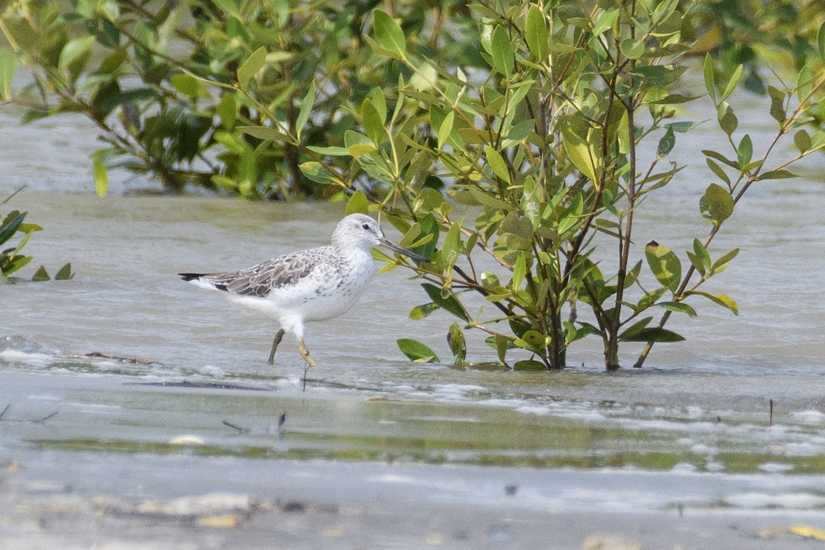 Nordmann's Greenshank - Suvadip Kundu