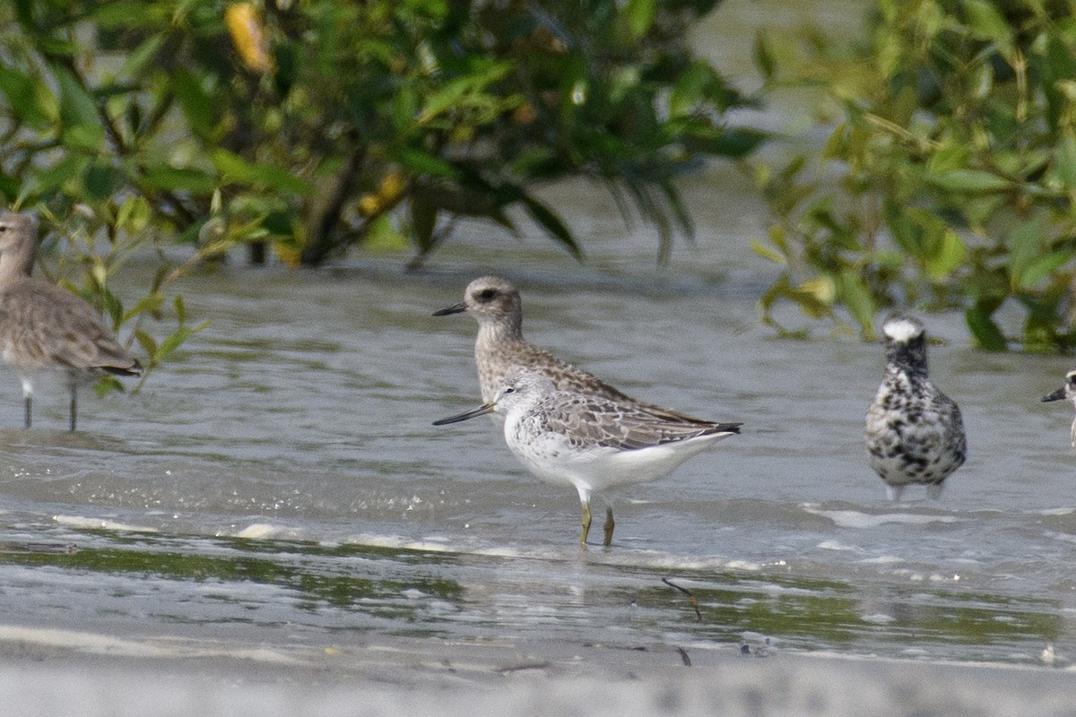 Nordmann's Greenshank - Suvadip Kundu