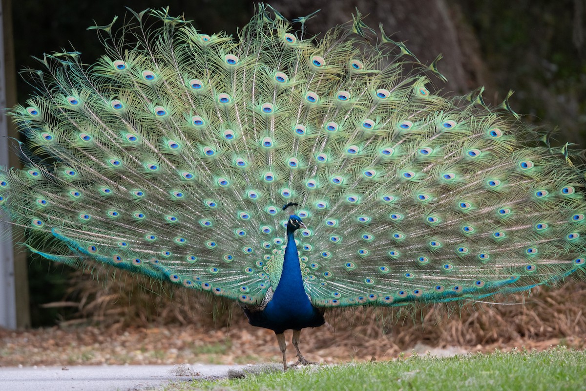 Indian Peafowl - ML616581714