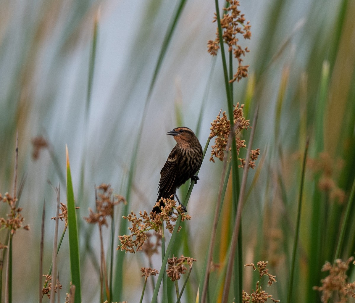 Red-winged Blackbird - Bob Schmidt