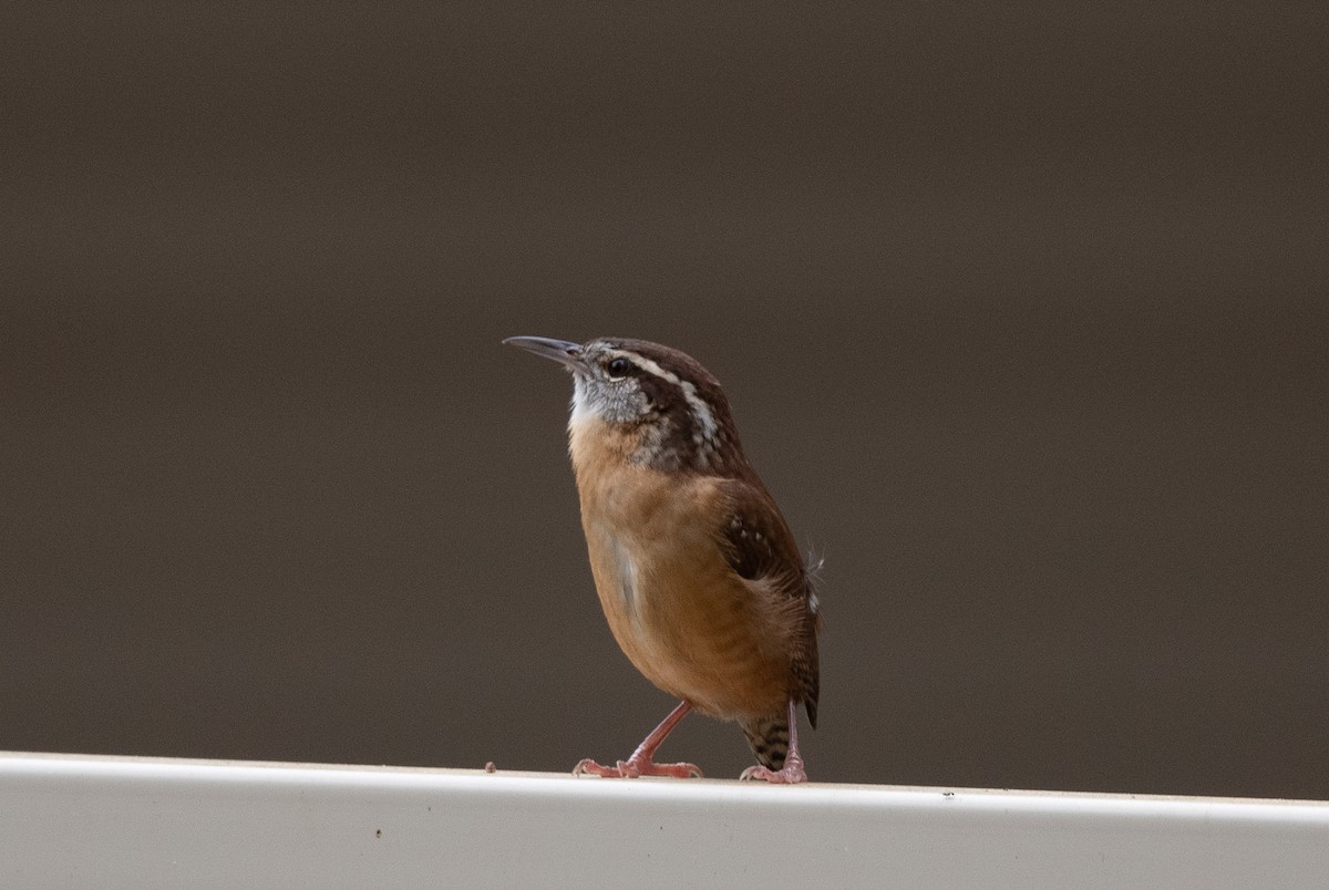 Carolina Wren - Bob Schmidt