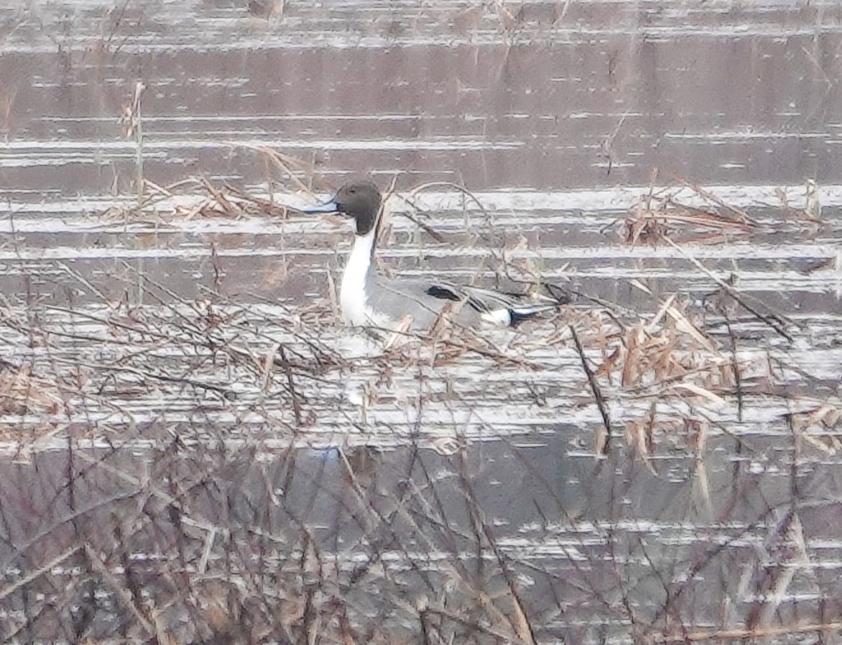 Northern Pintail - ML616581727