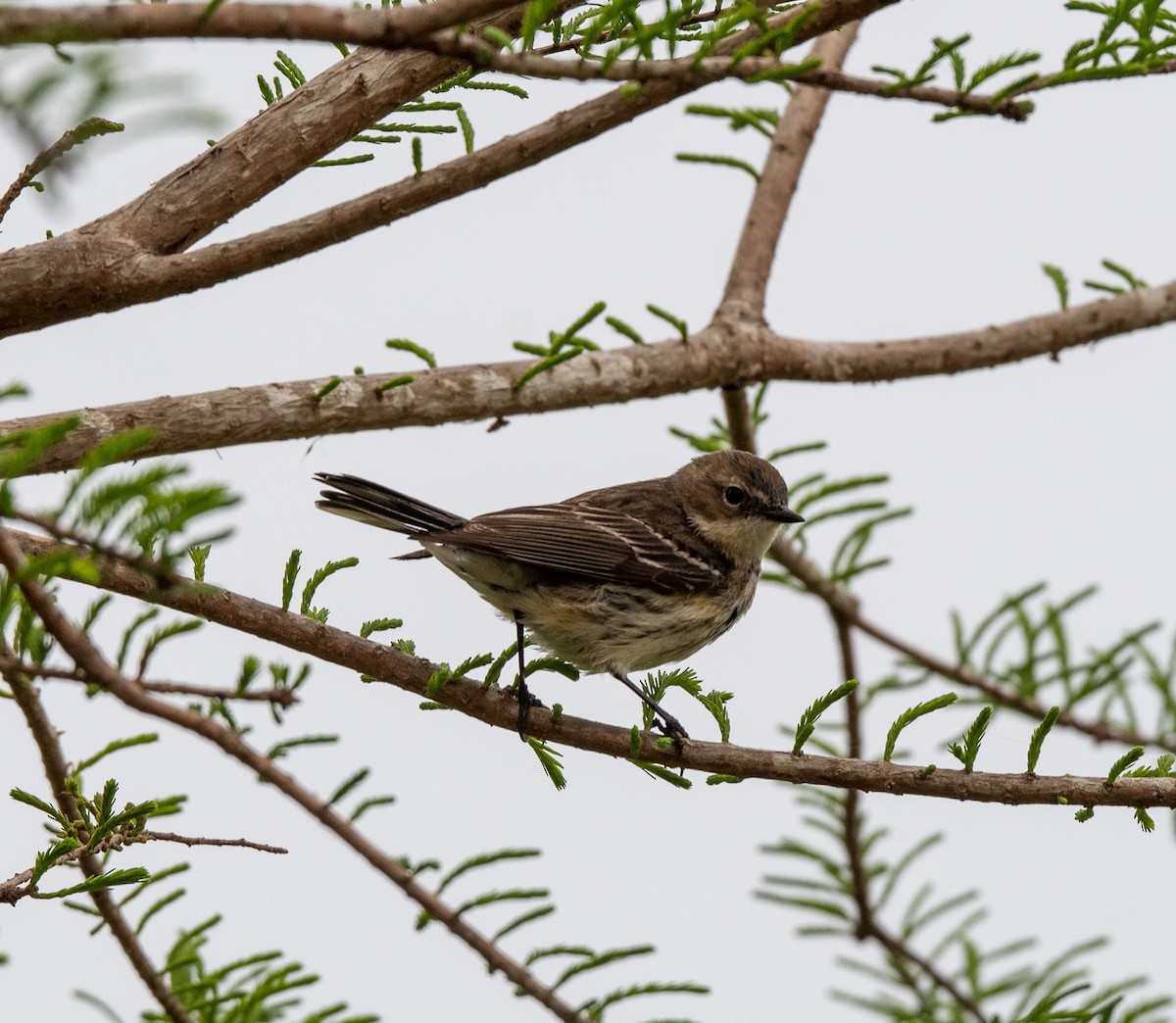 Yellow-rumped Warbler - Bob Schmidt