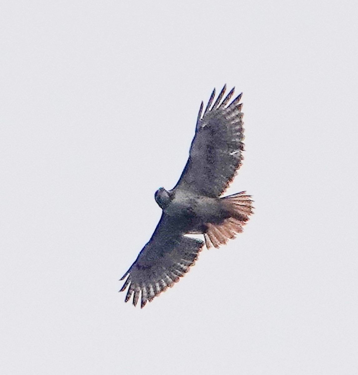 Red-tailed Hawk - ML616581732