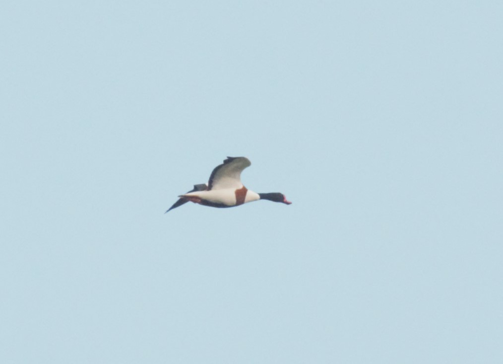 Common Shelduck - Kevin Guest