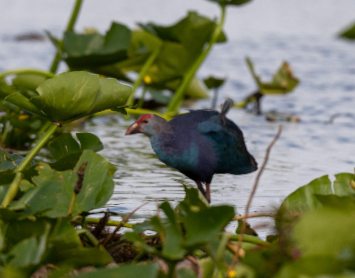 Gray-headed Swamphen - ML616581751