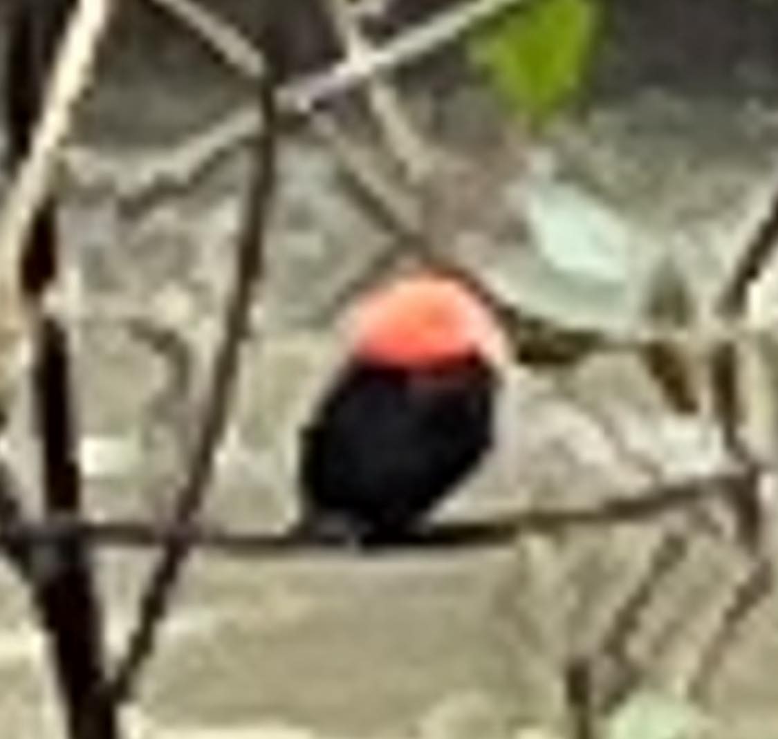 Red-capped Manakin - ML616581774