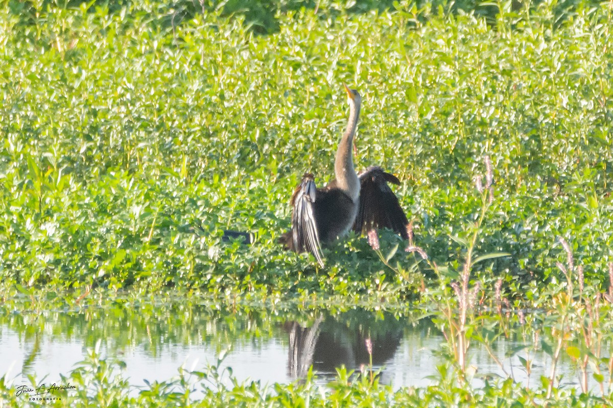 anhinga americká - ML616581775