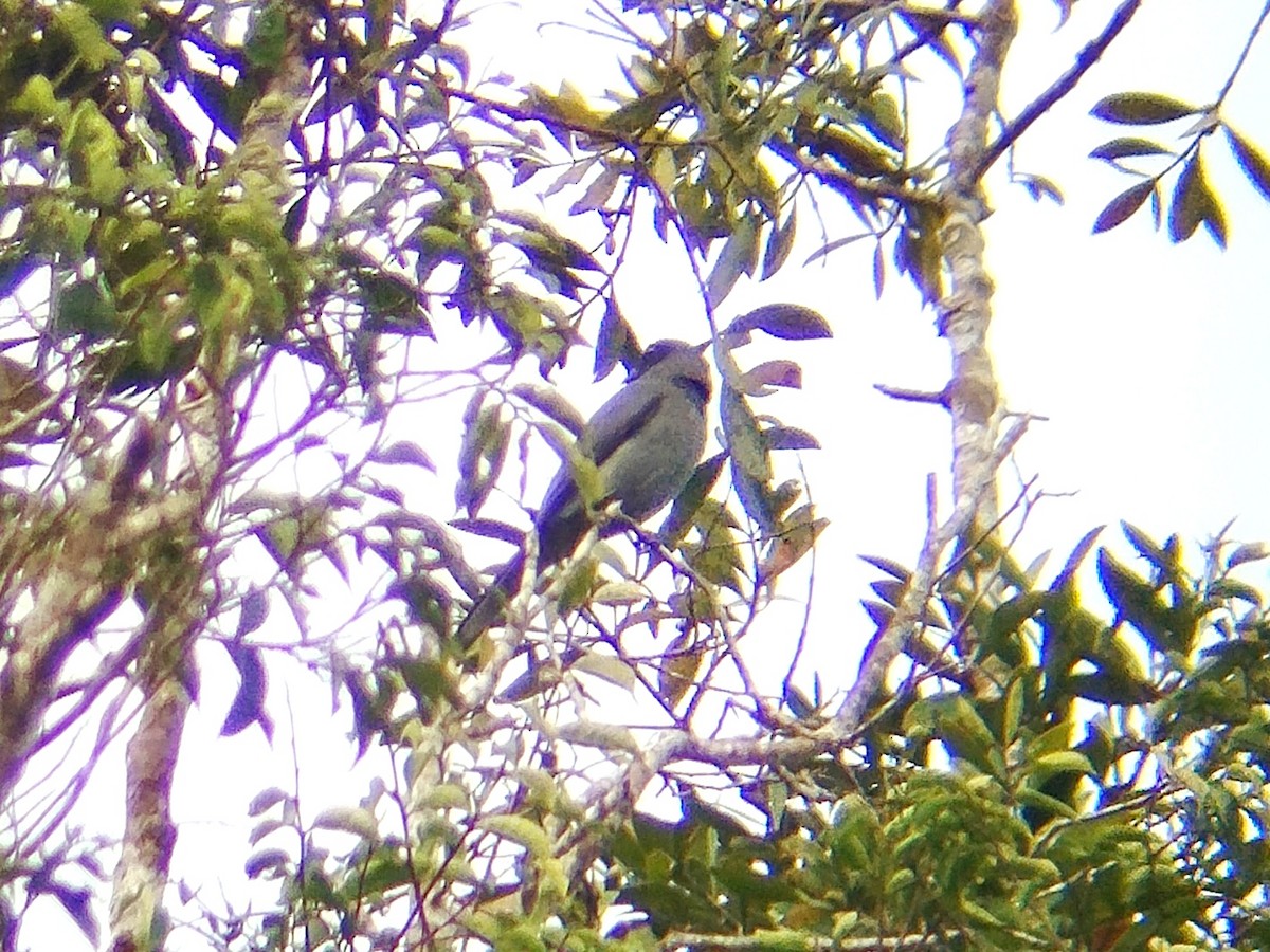 Sunda Cuckooshrike - Lars Mannzen