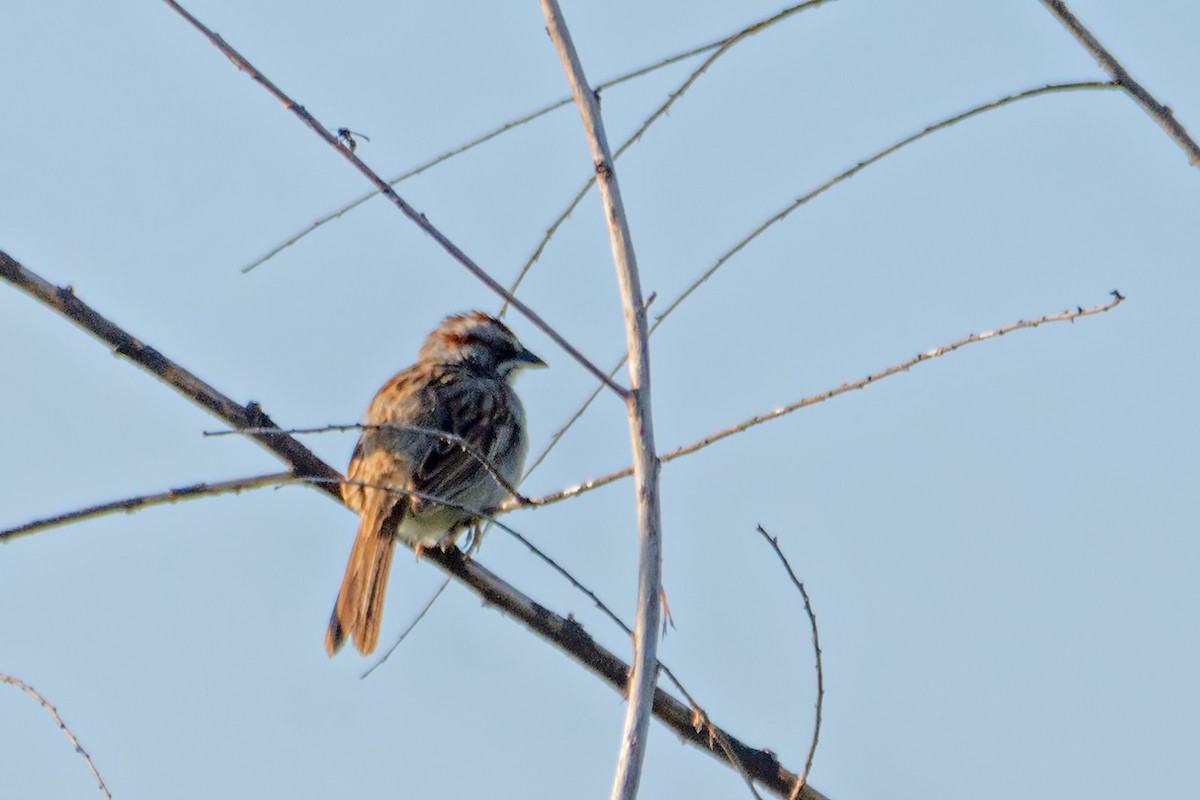 Yungas Sparrow - ML616581784