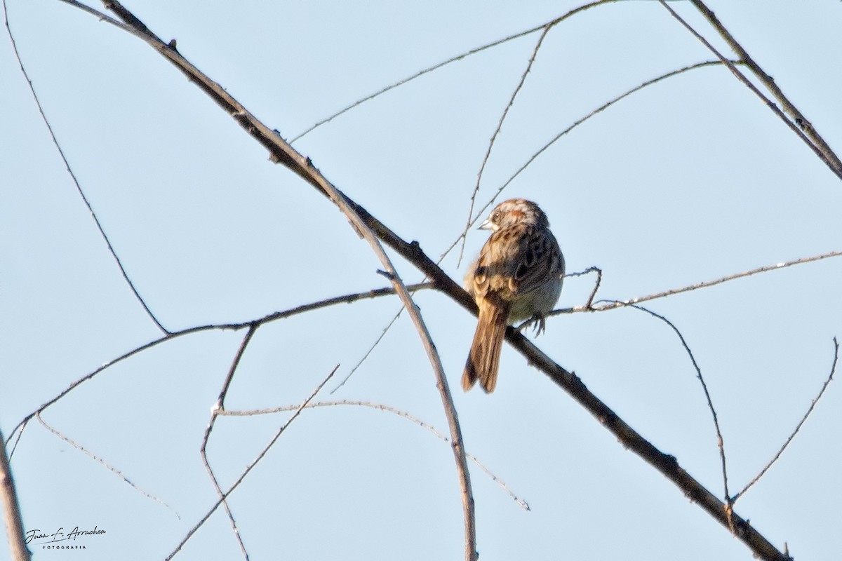 Yungas Sparrow - ML616581785