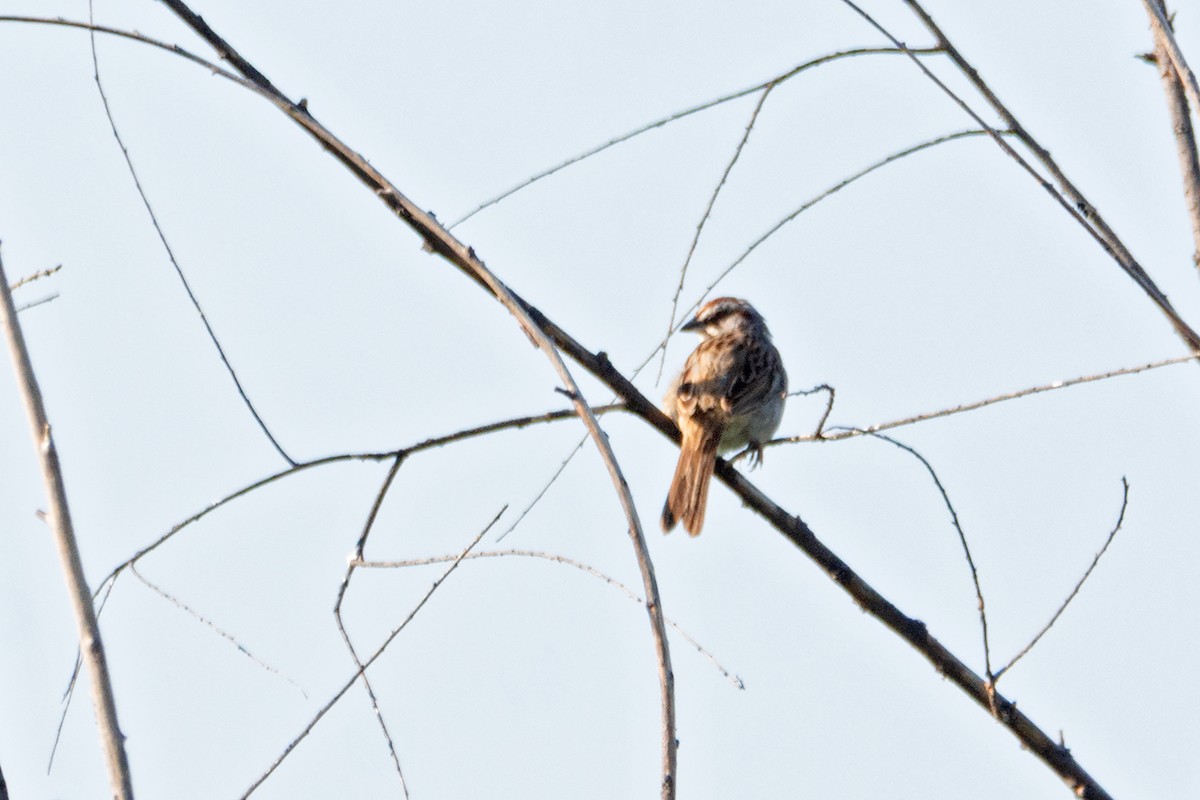 Yungas Sparrow - ML616581786
