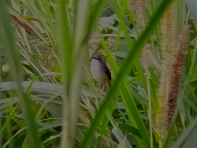 Yellow-bellied Prinia - ML616581807