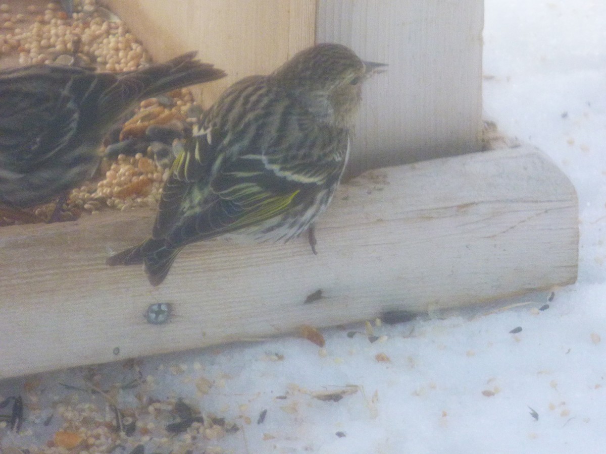 Pine Siskin - ML616581876