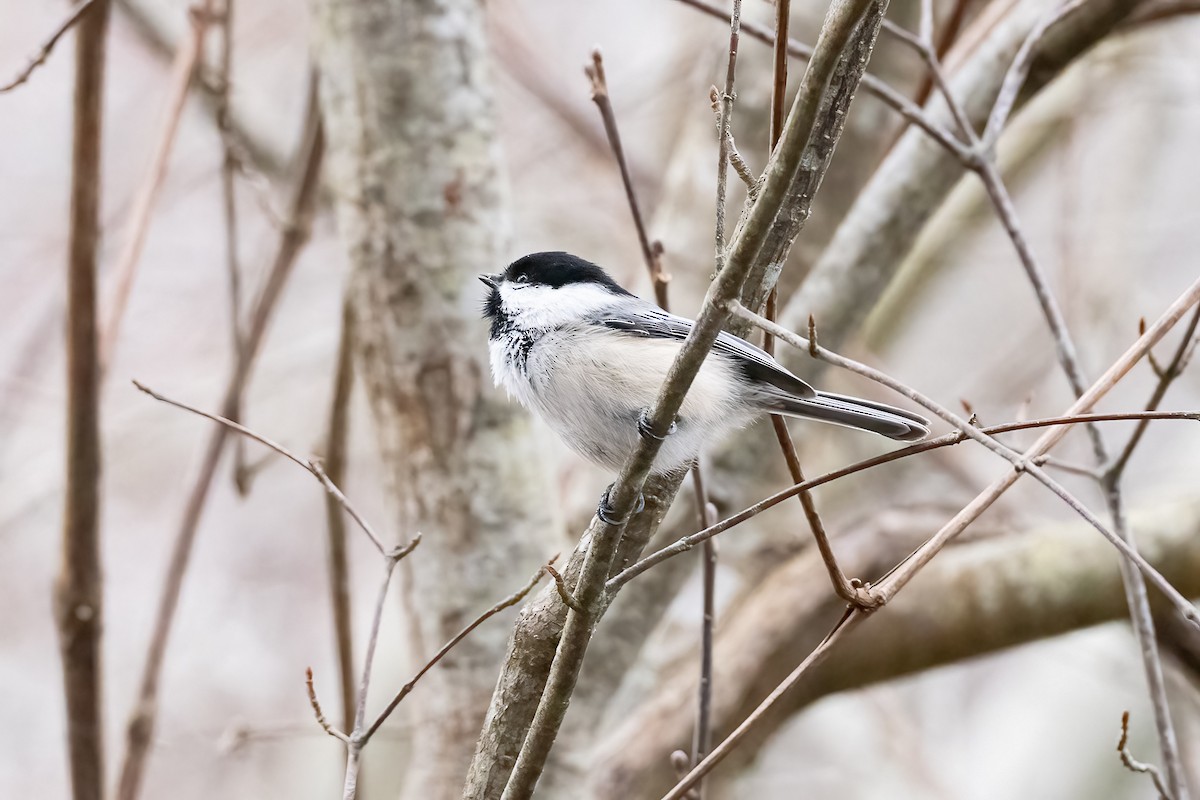 Black-capped Chickadee - Shori Velles