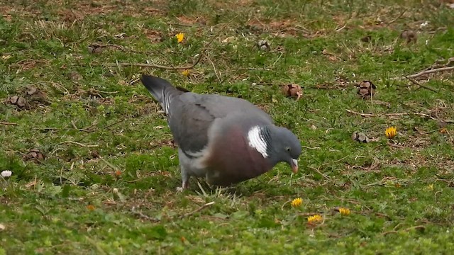 Common Wood-Pigeon - ML616581893