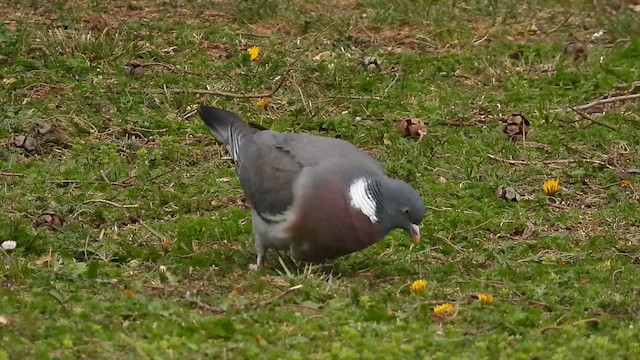 Pigeon ramier - ML616581893