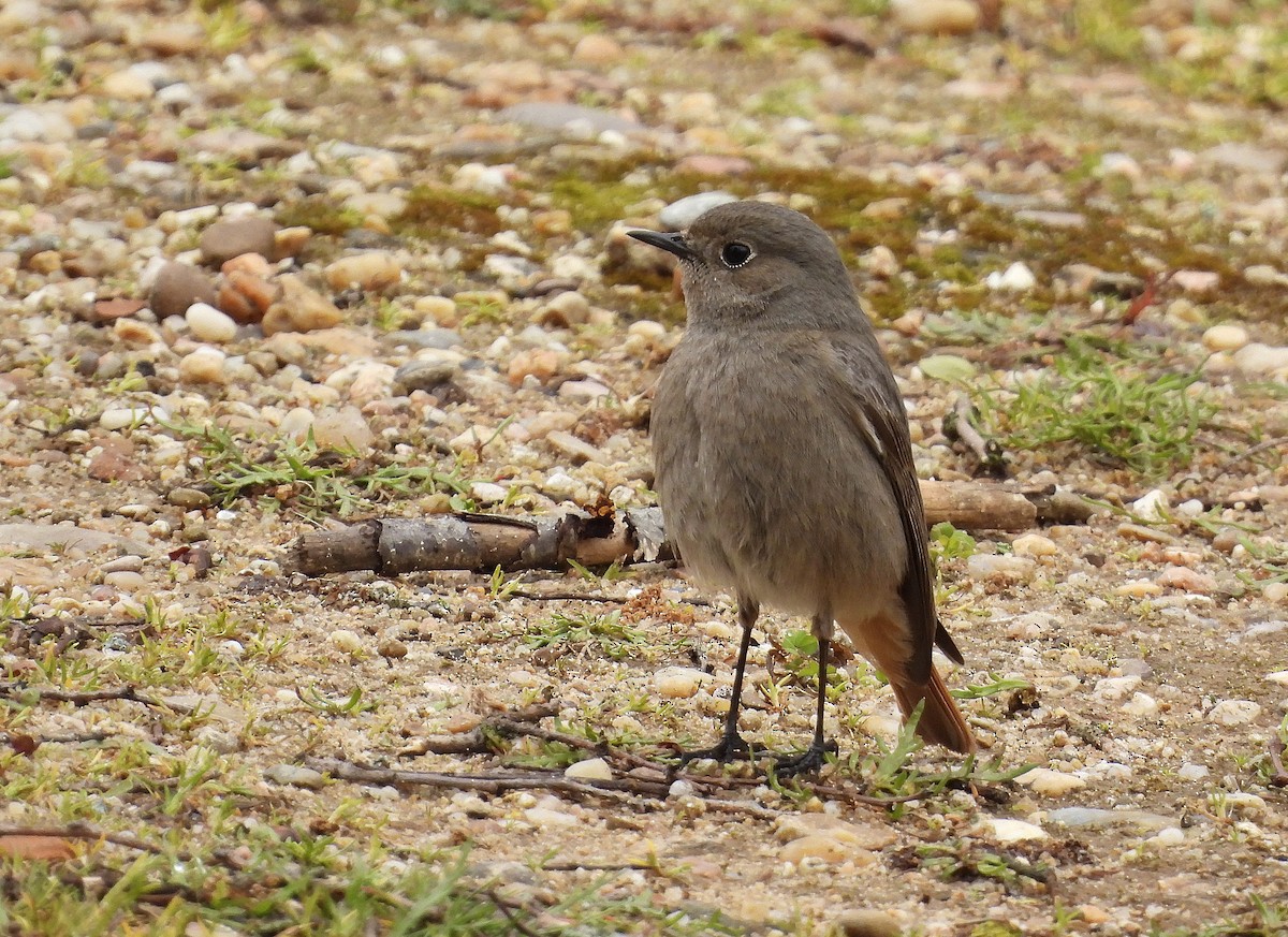 Black Redstart - Alfonso Rodrigo