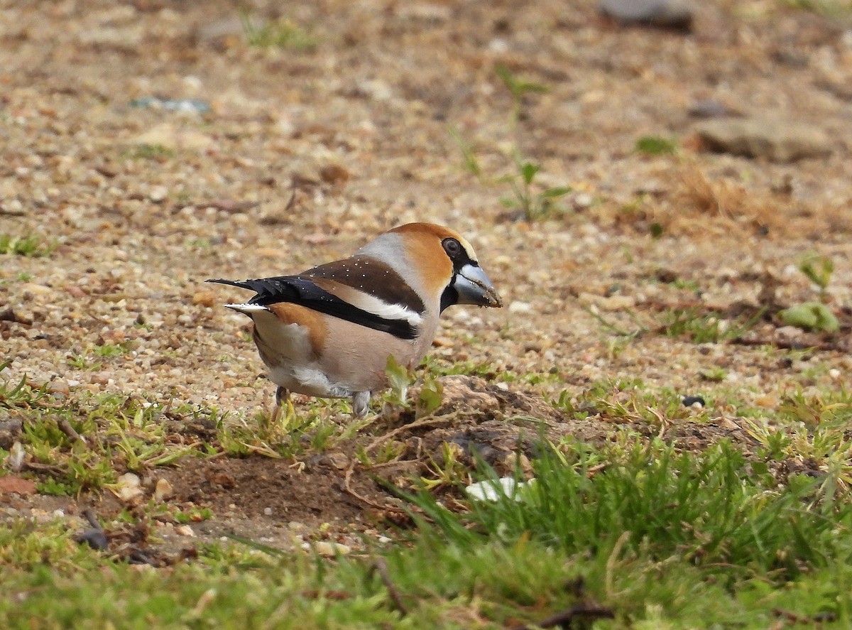 Hawfinch - Alfonso Rodrigo