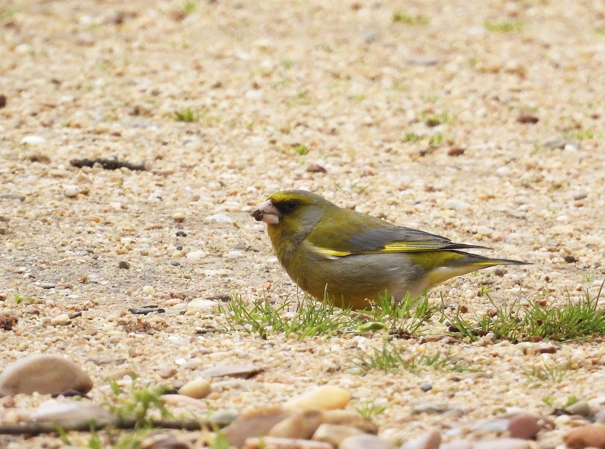 European Greenfinch - Alfonso Rodrigo