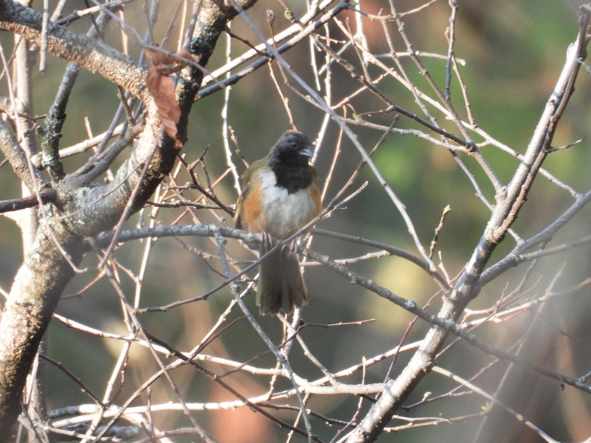 Spotted x Collared Towhee (hybrid) - ML616581938