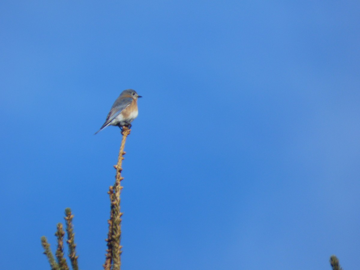 Eastern Bluebird - Jennifer Popenhagen