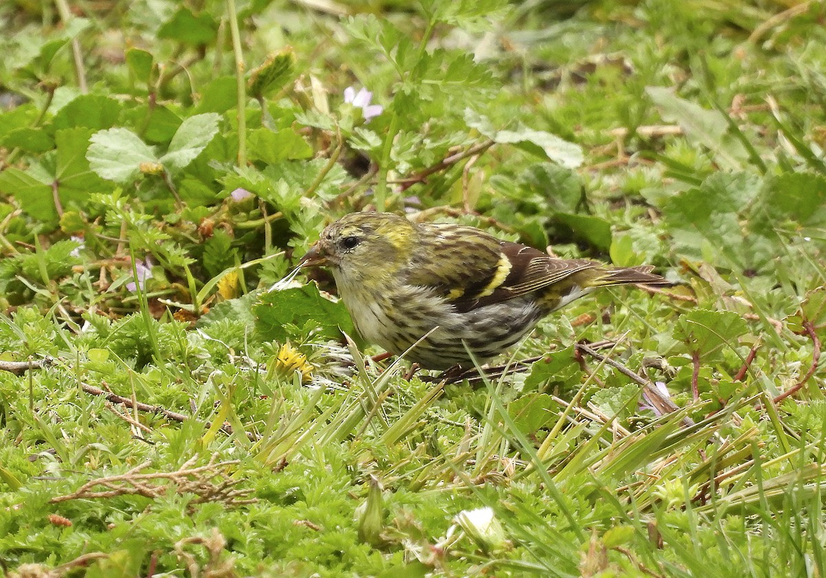 Eurasian Siskin - Alfonso Rodrigo