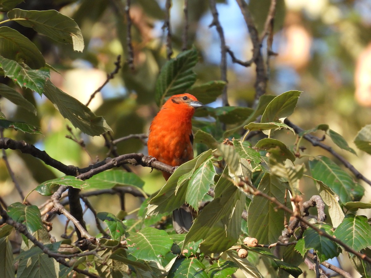 Flame-colored Tanager - ML616581992