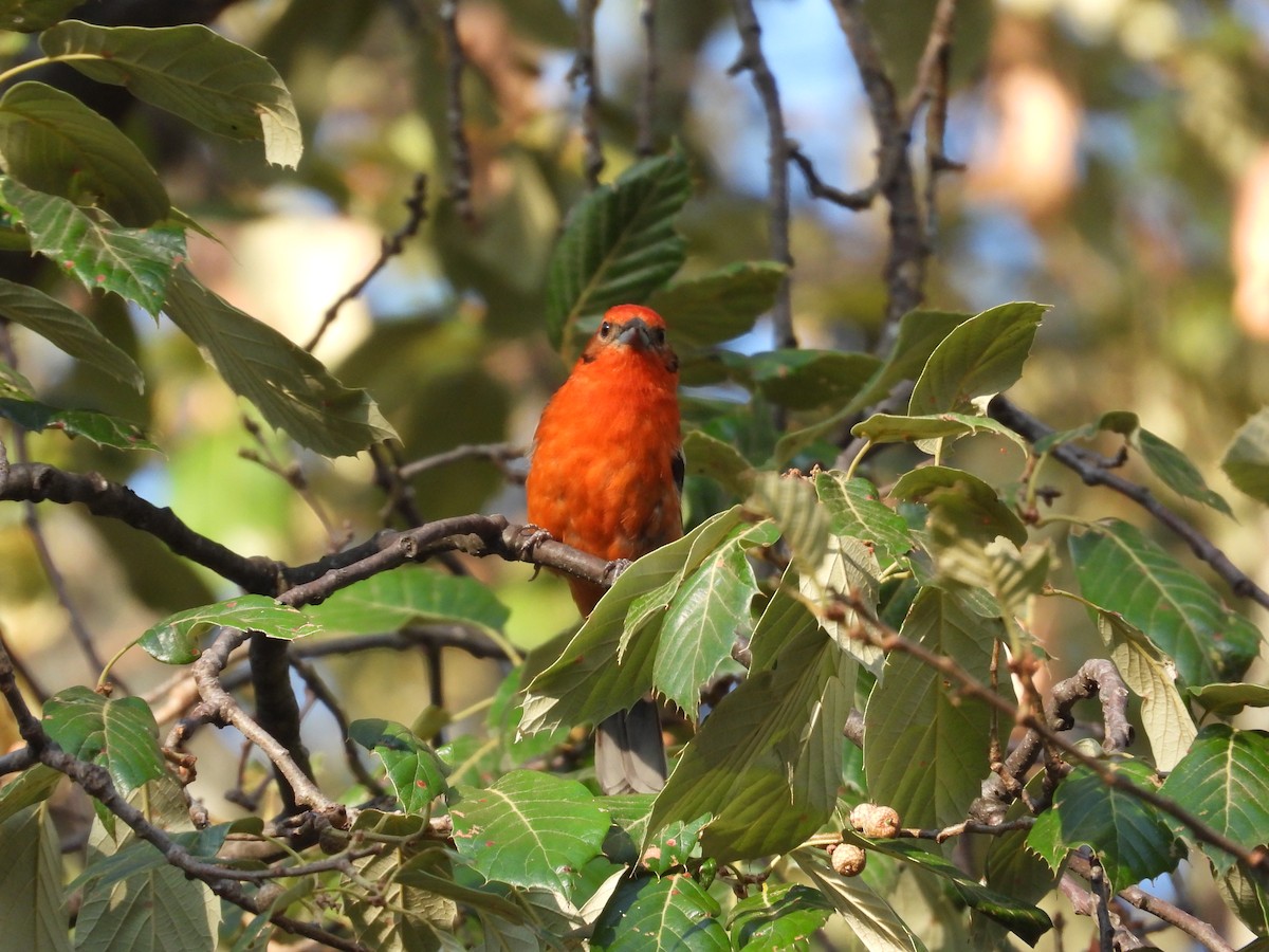 Flame-colored Tanager - ML616581994