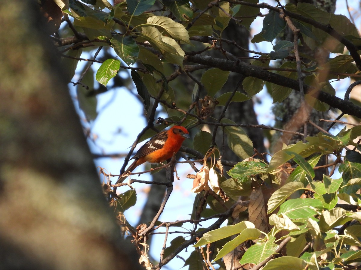 Flame-colored Tanager - Ignacio Torres-García