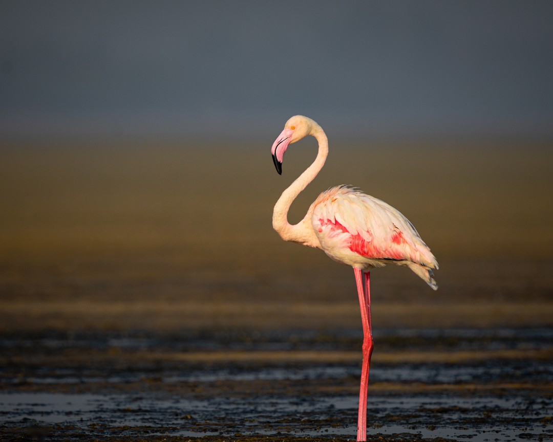 Greater Flamingo - ML616582018