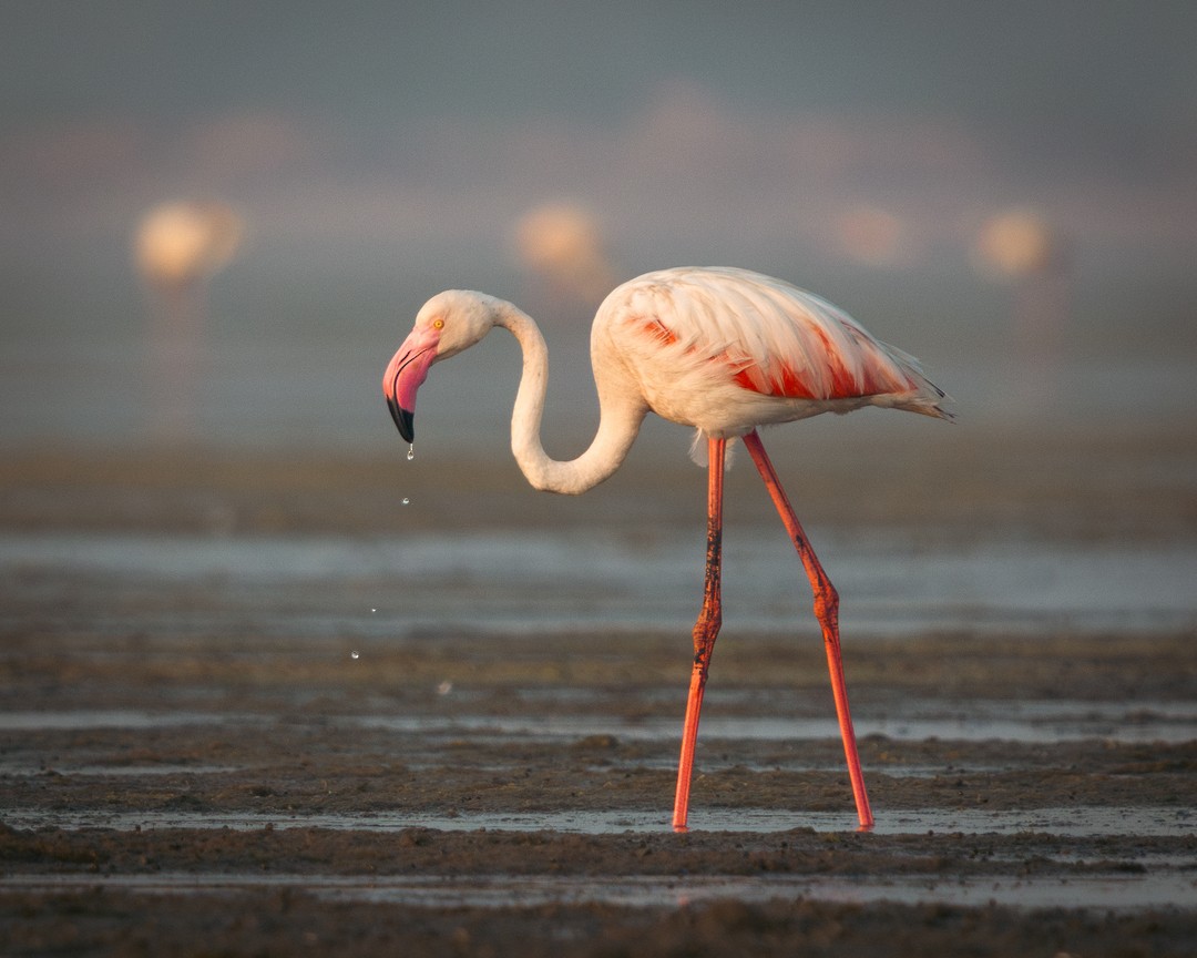 Greater Flamingo - ML616582019