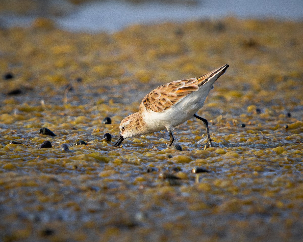 Little Stint - ML616582025