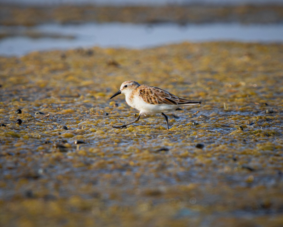 Little Stint - ML616582026