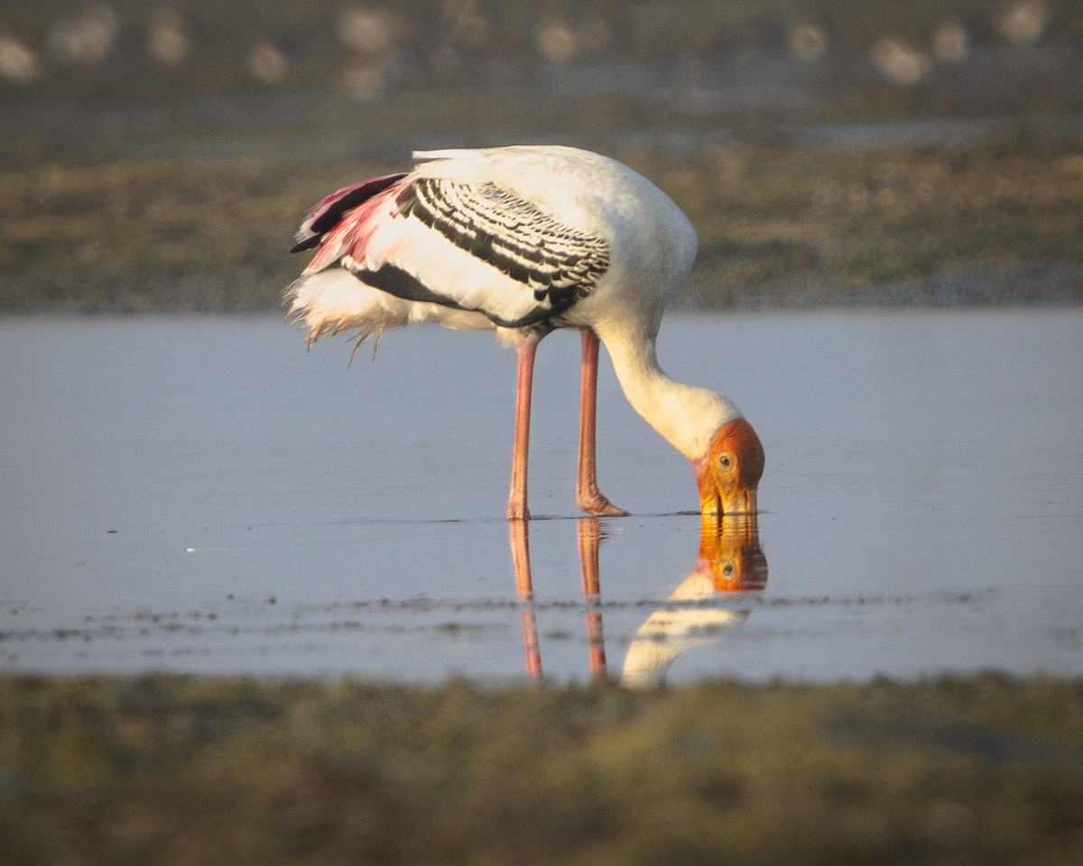 Painted Stork - ML616582030