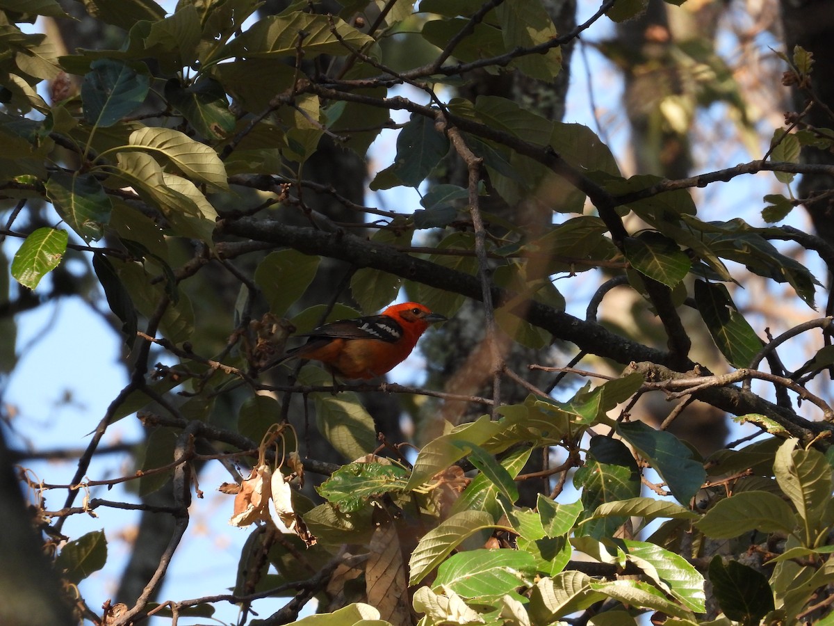 Flame-colored Tanager - ML616582039