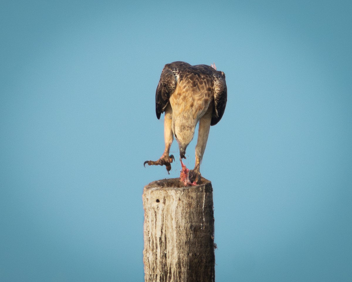 White-bellied Sea-Eagle - ML616582041