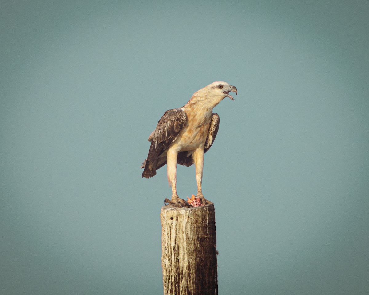 White-bellied Sea-Eagle - ML616582042