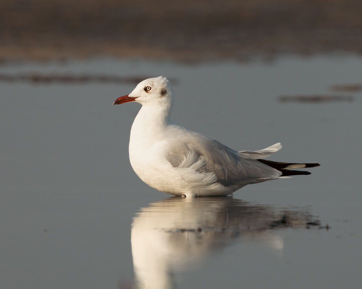 Brown-headed Gull - ML616582043