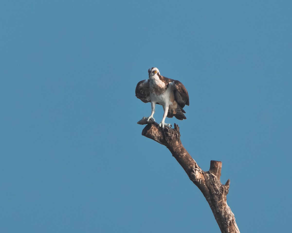 Osprey - ML616582044